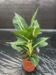 Dieffenbachia 'Green Magic' - L