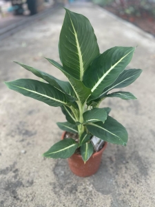 Dieffenbachia 'Green Magic' - L