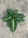 Dieffenbachia 'Green Magic' - L