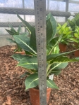 Dieffenbachia 'Green Magic' - L