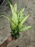 Dieffenbachia Vesuvius - L