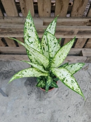 Dieffenbachia Vesuvius - L