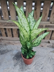Dieffenbachia Vesuvius - L