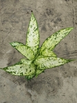 Dieffenbachia Vesuvius - L