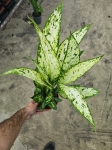 Dieffenbachia Vesuvius - L