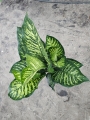 Dieffenbachia seg. 'Maroba' - XL