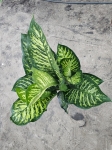 Dieffenbachia seg. 'Maroba' - XL