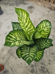 Dieffenbachia seg. 'Maroba' - XL