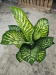 Dieffenbachia seg. 'Maroba' - XL