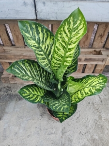 Dieffenbachia seg. 'Maroba' - XL