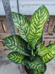 Dieffenbachia seg. 'Maroba' - XL