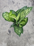Dieffenbachia seg. 'Maroba' - XL