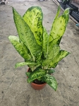Dieffenbachia 'White Amazon' - XL