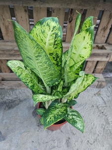 Dieffenbachia 'White Amazon' - XL
