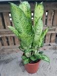 Dieffenbachia 'White Amazon' - XL