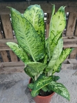 Dieffenbachia 'White Amazon' - XL