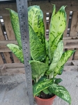 Dieffenbachia 'White Amazon' - XL
