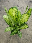 Dieffenbachia 'White Amazon' - XL