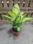 Dieffenbachia 'Summer Style' - L