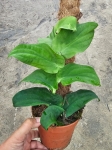 Rhaphidophora korthalsii - L