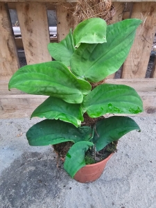 Rhaphidophora korthalsii - L