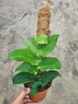 Rhaphidophora korthalsii - L