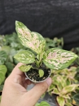 Aglaonema Red Valentine