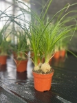 Beaucarnea recurvata - nolina M