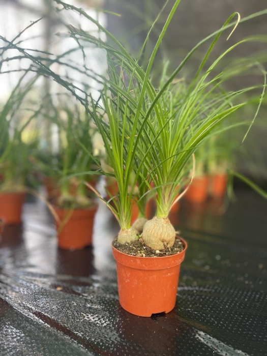 Beaucarnea recurvata - nolina M