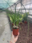 Beaucarnea recurvata - nolina M