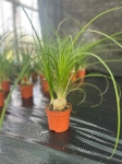 Beaucarnea recurvata - nolina M