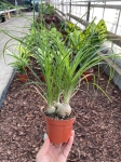 Beaucarnea recurvata - nolina M