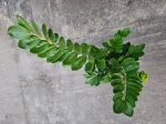 Zamioculcas zamiifolia - L