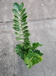Zamioculcas zamiifolia - L