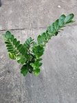 Zamioculcas zamiifolia - L