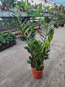 Zamioculcas zamiifolia - L