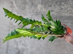 Zamioculcas zamiifolia - L