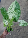 Alocasia macrorrhiza variegata / Camouflage variegata - L