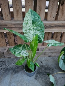 Alocasia macrorrhiza variegata / Camouflage variegata - L