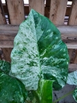 Alocasia macrorrhiza variegata / Camouflage variegata - L