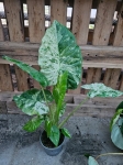 Alocasia macrorrhiza variegata / Camouflage variegata - L