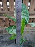 Alocasia macrorrhiza variegata / Camouflage variegata - L