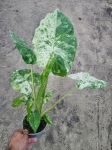 Alocasia macrorrhiza variegata / Camouflage variegata - L