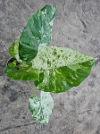 Alocasia macrorrhiza variegata / Camouflage variegata - L