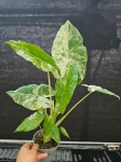 Alocasia macrorrhiza variegata / Camouflage variegata - L