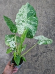 Alocasia macrorrhiza variegata / Camouflage variegata - L