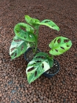 Monstera adansonii 'Aurea' - M