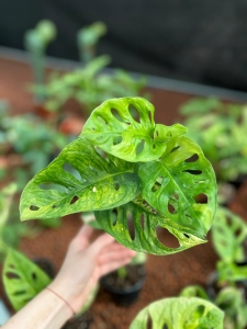 Monstera adansonii 'Aurea' - M