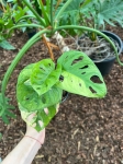 Monstera adansonii 'Aurea' - M