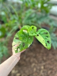 Monstera adansonii 'Aurea' - M